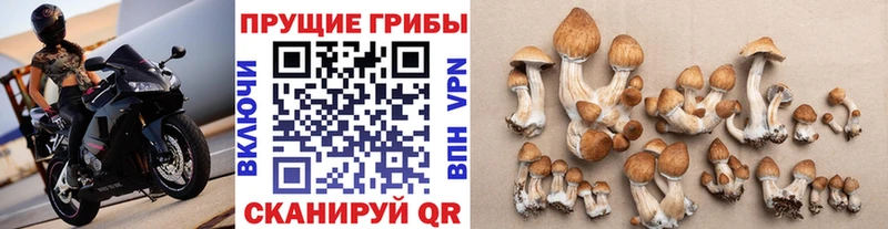 Галлюциногенные грибы прущие грибы  Сертолово 