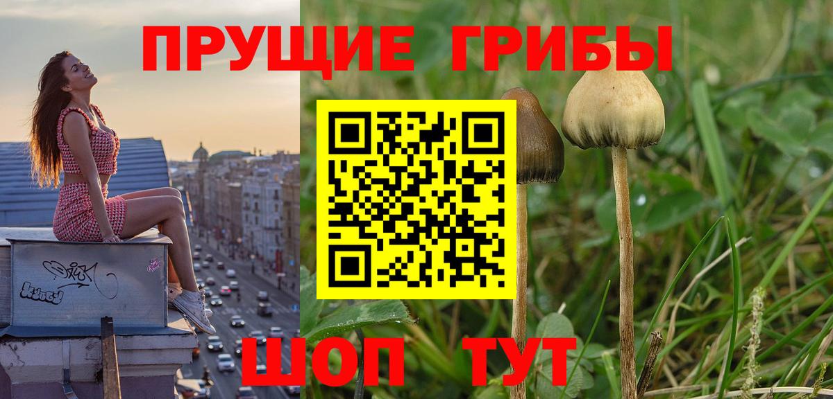 купить   Сертолово  Псилоцибиновые грибы GOLDEN TEACHER 